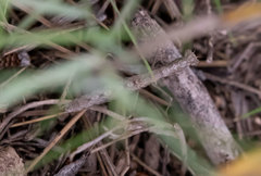 Geomantis larvoides