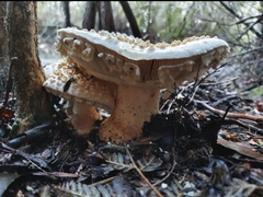 Amanita pyramidifera