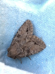 Apterogenum ypsillon