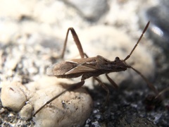 Tollius setosus