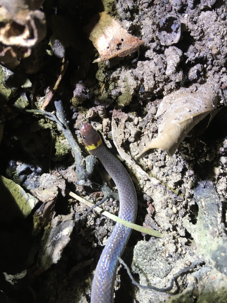 Guanaja Long-Tailed Snake