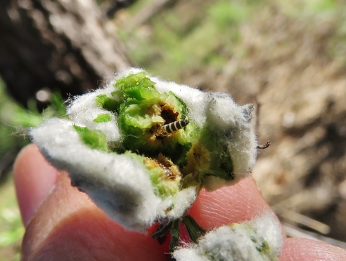 Cotton-gall Tephritid photo 3