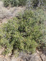 Ceanothus pauciflorus