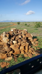 Varanus albigularis microstictus