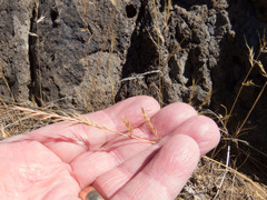 Festuca microstachys