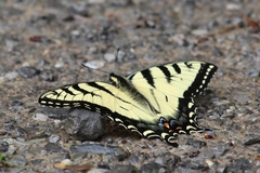 Papilio appalachiensis