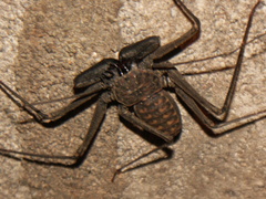 Phrynus whitei