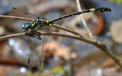 Austroepigomphus praeruptus