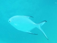 Trachinotus baillonii