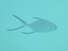 Trachinotus baillonii