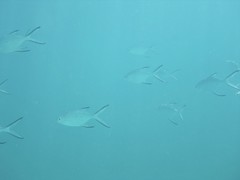 Trachinotus baillonii