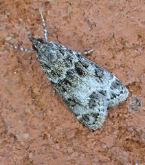 Eudonia lacustrata