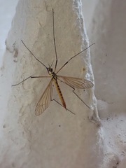 Nephrotoma flavescens