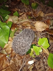Erinaceus europaeus