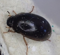 Hydrobius