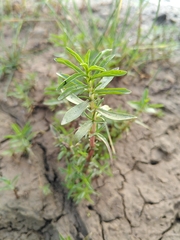 Mentha cervina