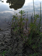 Mentha cervina