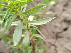 Mentha cervina