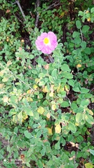Cistus creticus eriocephalus