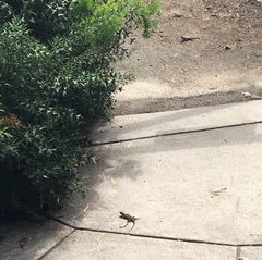 Sceloporus occidentalis