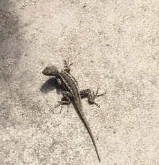Sceloporus occidentalis