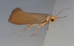 Crassa unitella
