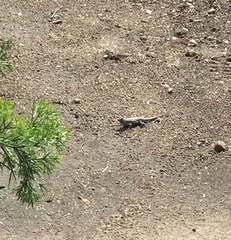 Sceloporus occidentalis