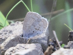 Celastrina echo