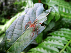 Hamadruas hieroglyphica