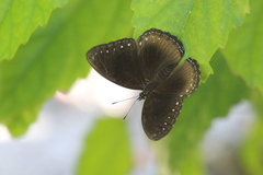 Euploea sylvester
