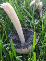 Coprinellus micaceus