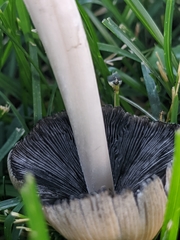 Coprinellus micaceus