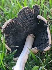 Coprinellus micaceus