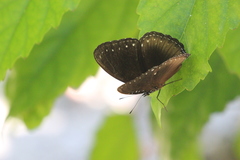 Euploea sylvester