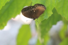 Euploea sylvester