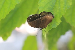 Euploea sylvester