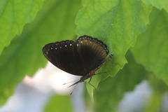 Euploea sylvester