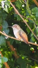 Selasphorus