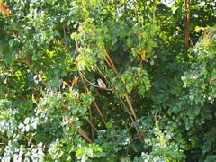 Selasphorus