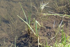Ischnura perparva