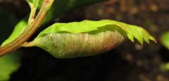 Dasineura salicifoliae
