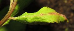 Dasineura salicifoliae