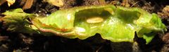 Dasineura salicifoliae