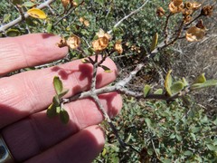Ceanothus pauciflorus