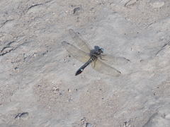 Macrothemis pseudimitans