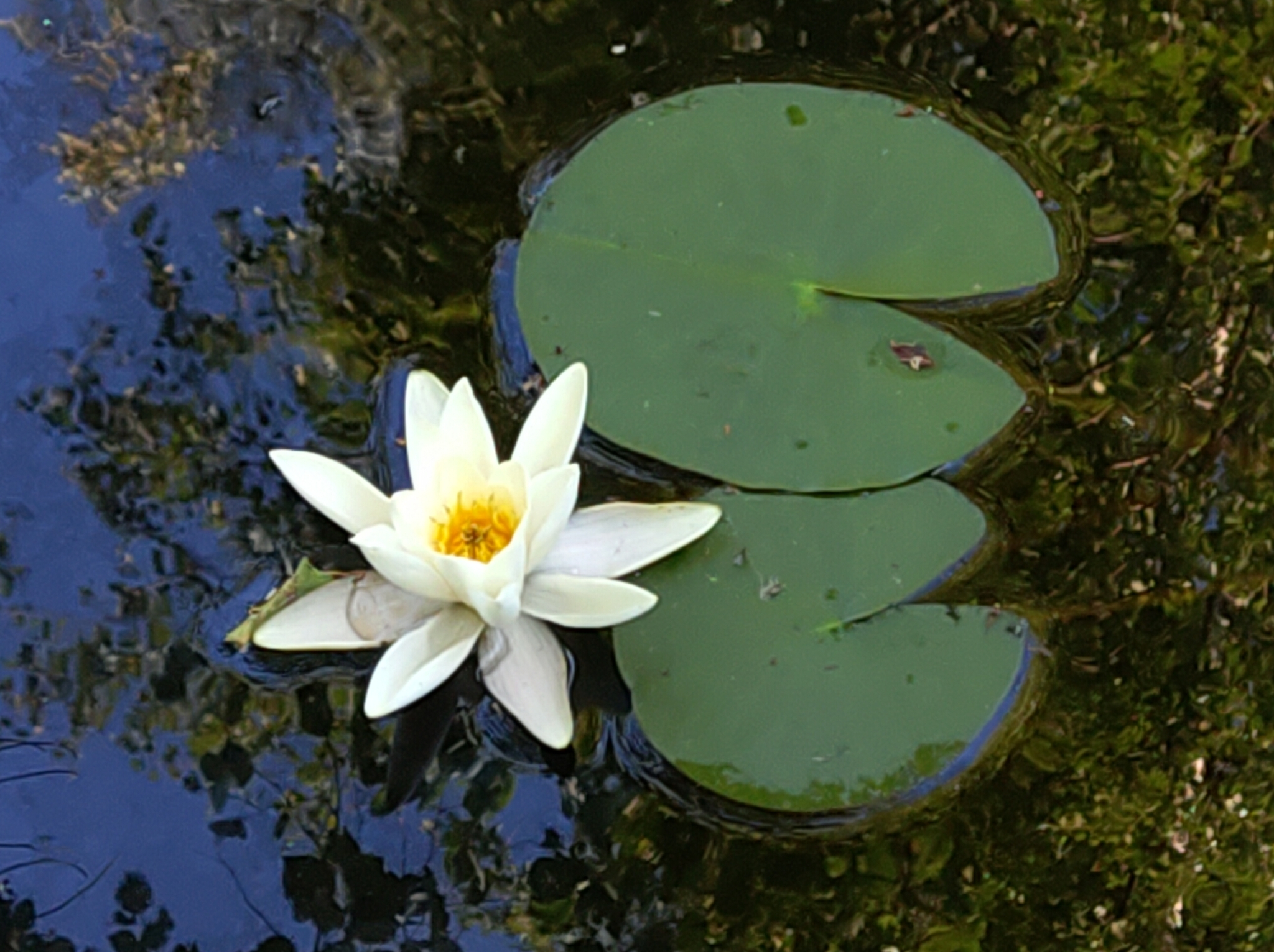 European White Waterlily (Nymphaea alba) · iNaturalist