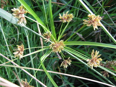Cyperus congestus