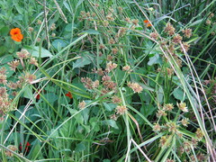 Cyperus congestus