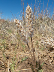 Plantago patagonica
