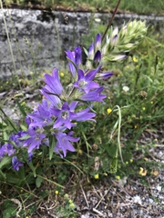 Campanula spicata